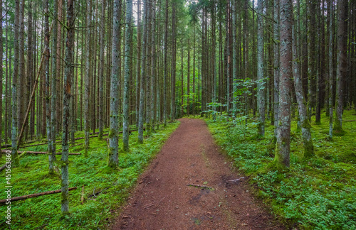 Green forest with pathway in Gauja National park, Latvia