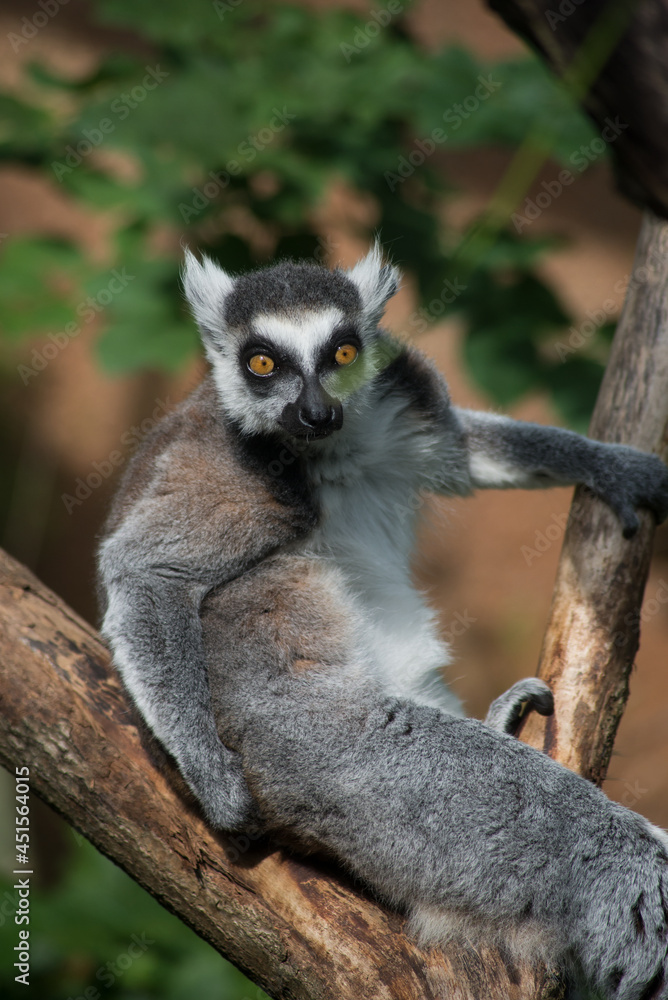 Obraz premium Portrait of wild maki catta lemur standing on tree branch
