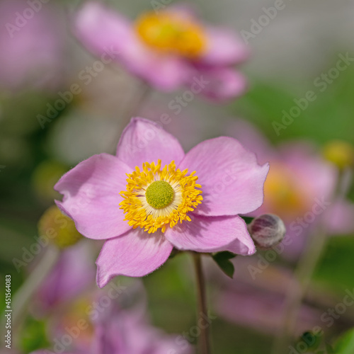 Blühende Herbst-Anemone, Anemone hupehensis