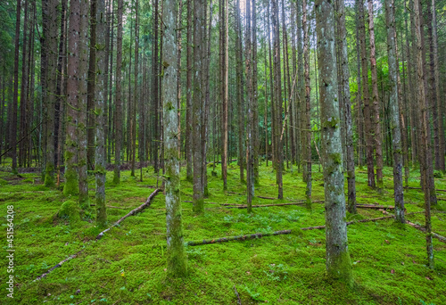Fototapeta Naklejka Na Ścianę i Meble -  Green forest in Gauja National park, Latvia