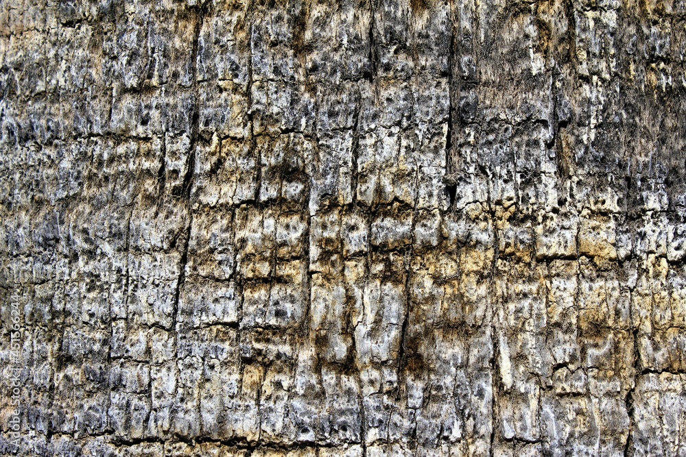 Background texture of tree trunk. Palm tree. Background texture of tree trunk. Palm tree.