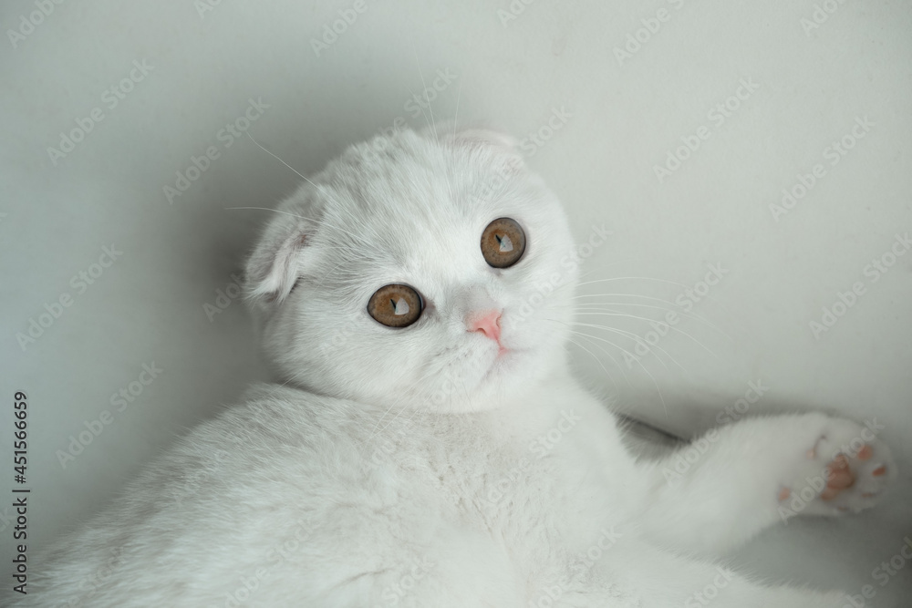 White Scottish Fold kitten with amber eye color resting White Scottish Fold kitten with amber eye color resting