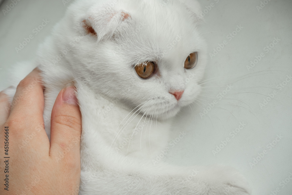 Obraz premium White Scottish Fold kitten with amber eye color being petted