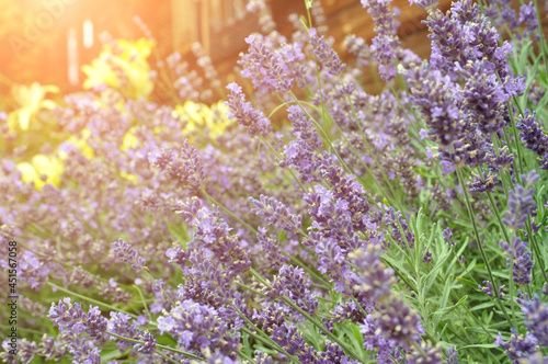 Lavender flowers in the rays of the summer sun.