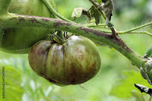 The tomato plant and unripe tomato are infected with late blight caused by fungus-like microorganism Phytophthora infestans. Stems, leaves, and fruits have dark brown or grey spots and lesions. photo