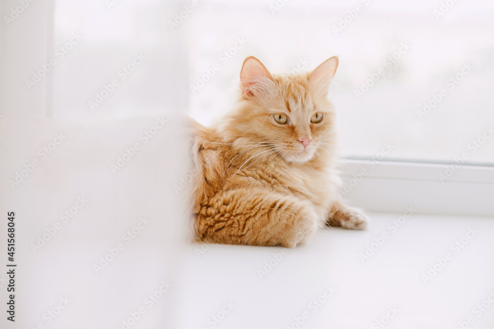 Ginger cat on the windowsill