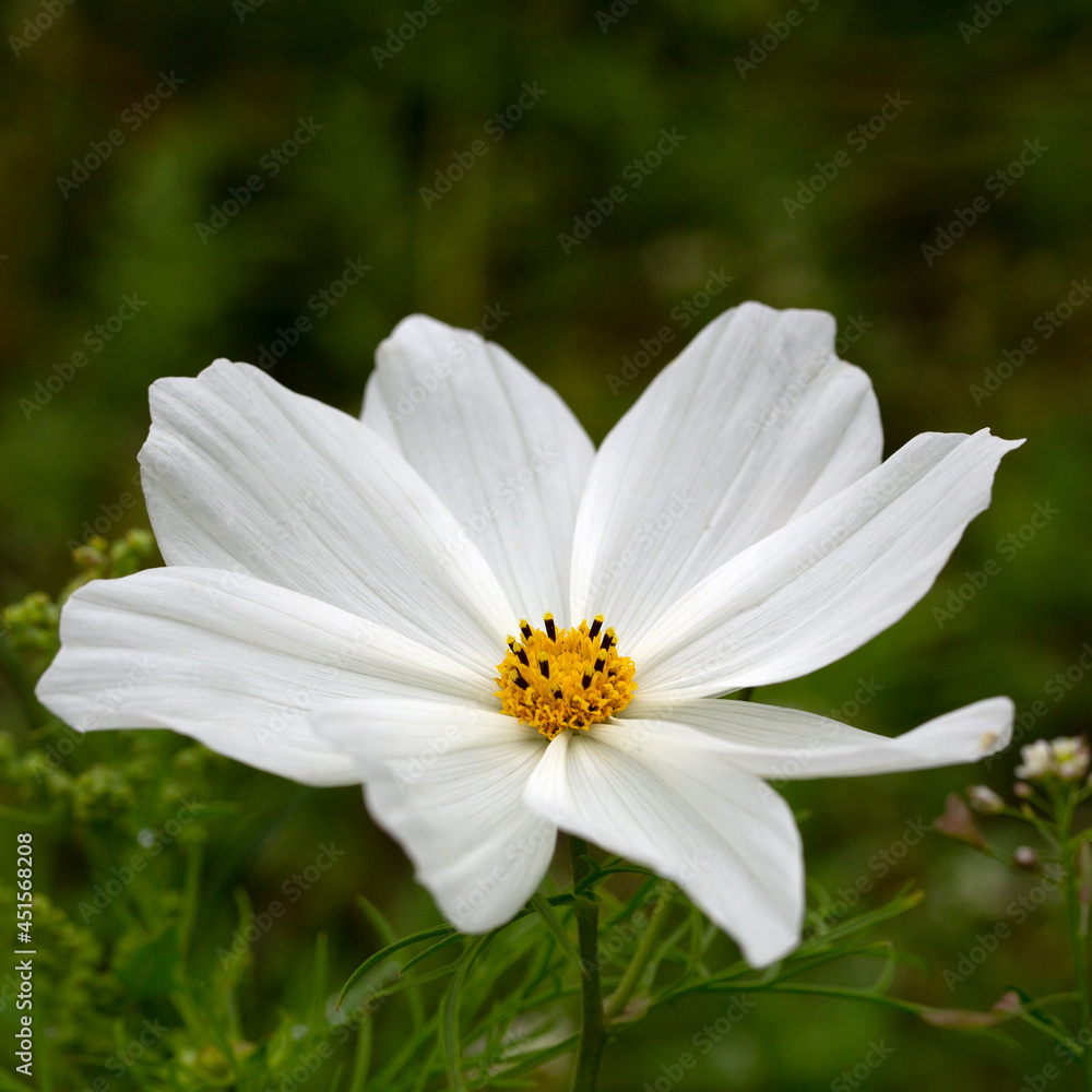 Cosmea (Cosmos bipinnatus), single white flower Cosmea (Cosmos bipinnatus), single white flower