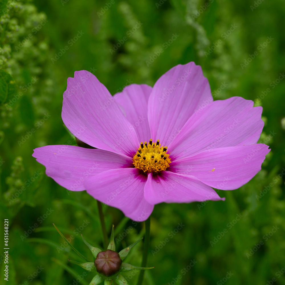 Cosmea (Cosmos bipinnatus), single purple flower Cosmea (Cosmos bipinnatus), single purple flower
