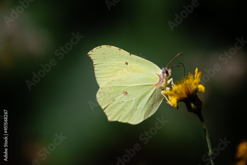 Картината върху платно brimstone butterfly feeding on a yellow flower