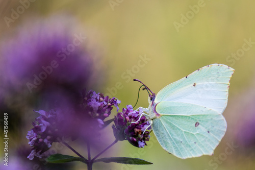 extreme close-up of common brimstone butterfly on flower