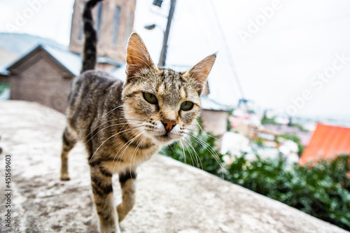 Photography Beautiful abandoned cat on Tbilisi streets