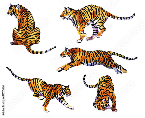 Set of Tigers isolated on white background. Watercolor Illustration.