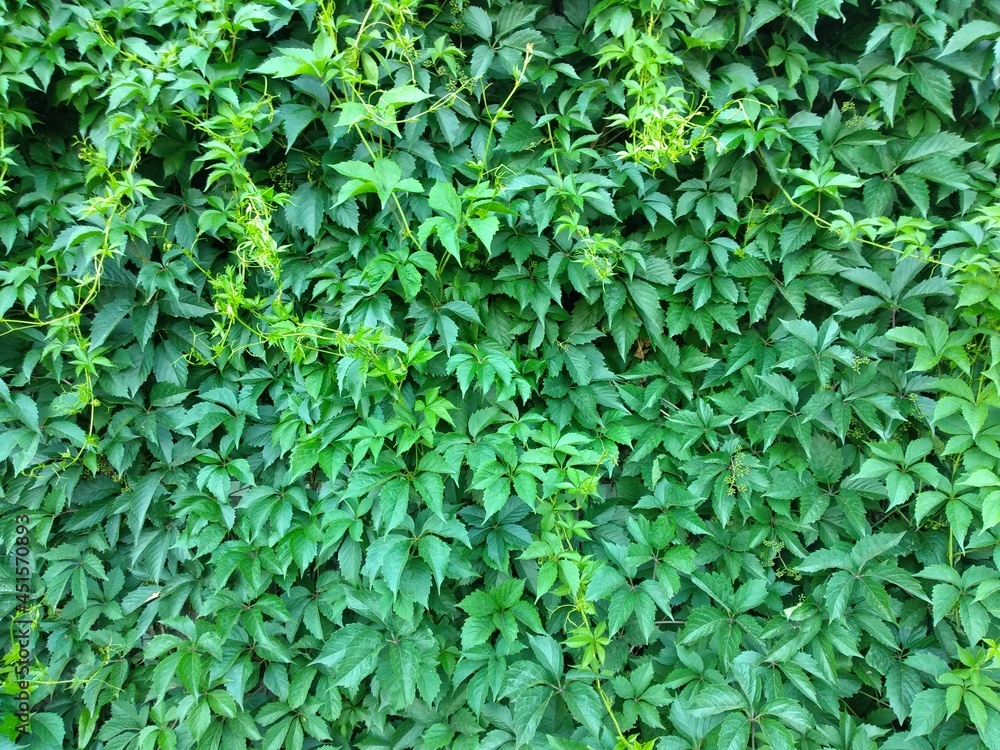 Obraz premium Wild grapes. Lianas weaving along the walls