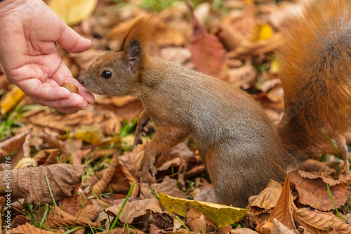 feeding friendly little red squirrel with hazelnuts