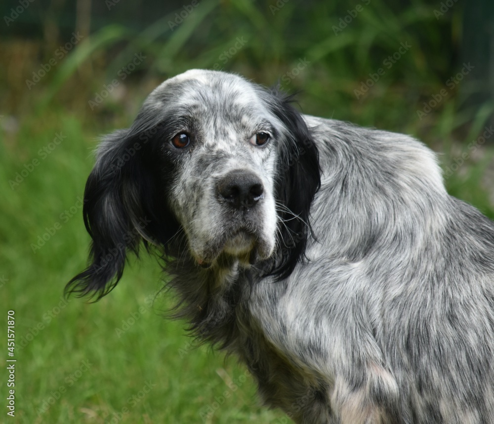 Chien setter anglais 