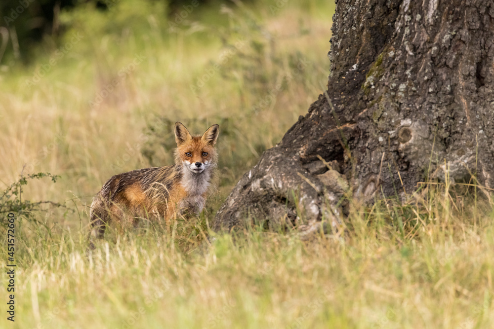 Wild European Red Fox (Vulpes vulpes) on meadow. wildlife.