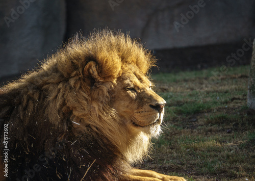 Male African lion  Panthera leo bleyenberghi  portrait imposing feline mammal