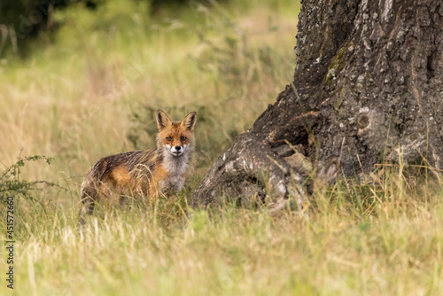 Wild European Red Fox (Vulpes vulpes) on meadow. wildlife. © Branislav