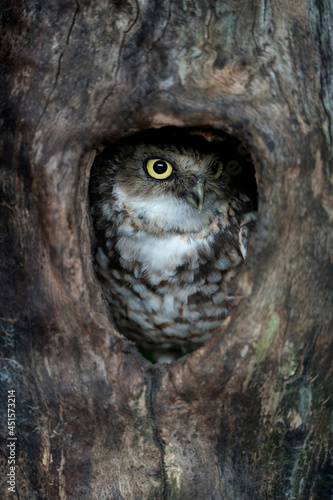  Closeup of a Juvenile Burrowing owl (Athene cunicularia) in a hollow tree.                         