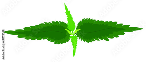Dull nettle top, green leaves for logo, icons and design