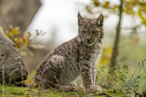 Lynx in green forest with tree trunk. Wildlife scene from nature. Playing Eurasian lynx, animal behaviour in habitat. Wild cat from Germany. Wild Bobcat between the trees © vaclav