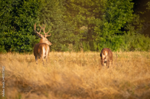 Red Deers on pasture. (Cervus elaphus). Wildlife scenery