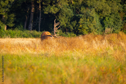 Red Deers on pasture. (Cervus elaphus). Wildlife scenery © Branislav