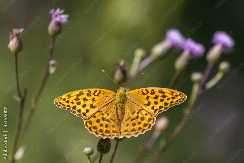 Silver-washed fritillary - Argynnis paphia, beautiful large orange butterfly Silver-washed fritillary - Argynnis paphia, beautiful large orange butterfly