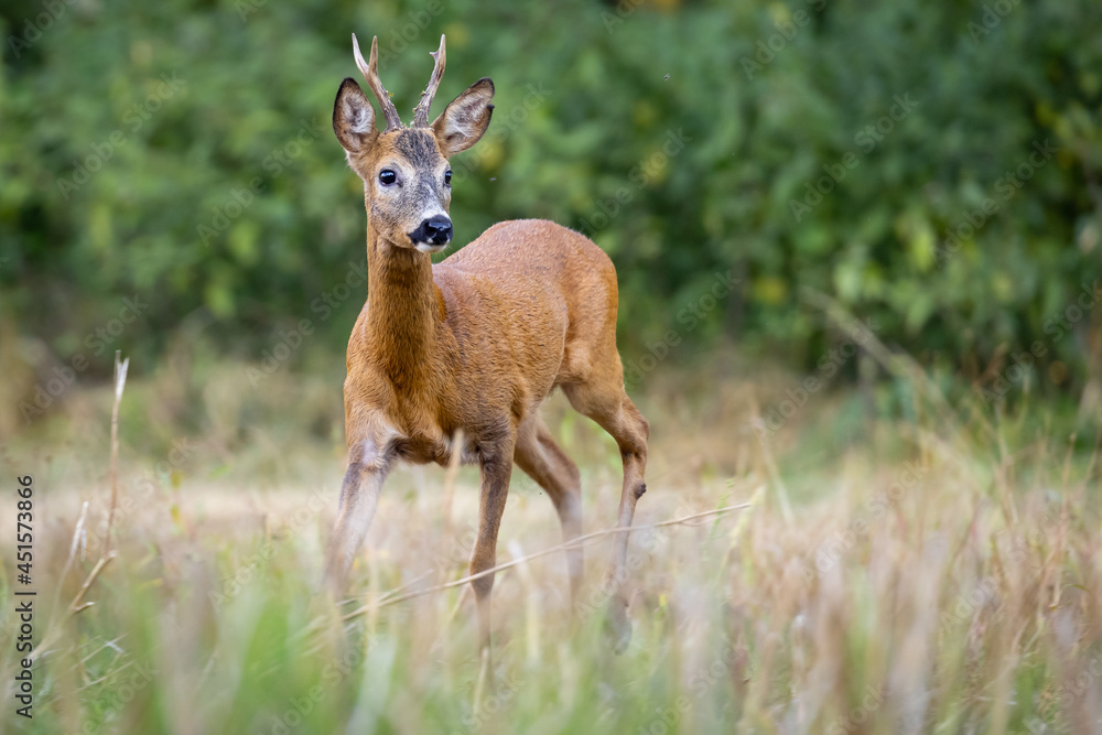 Roe deer male (capreolus capreolus), standing on a meadow by the forest. Roe deer male (capreolus capreolus), standing on a meadow by the forest.