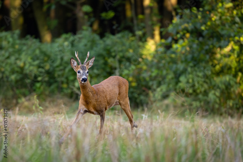 Fototapeta Naklejka Na Ścianę i Meble -  Roe deer male (capreolus capreolus), standing on a meadow by the forest.