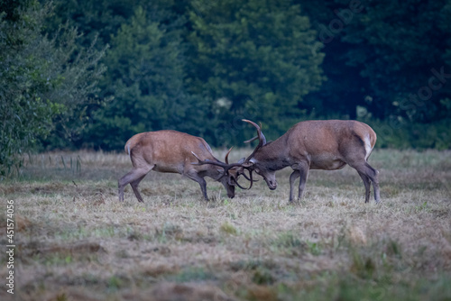 A pair of Red Deer stags  Cervus elaphus  fighting or rutting .
