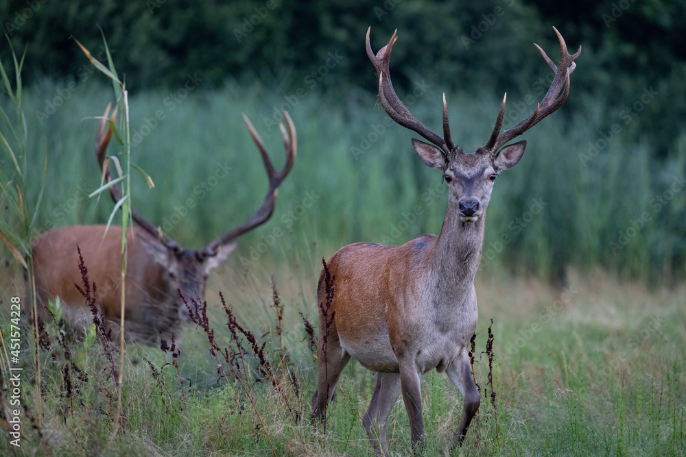 Obraz premium Red Deers on pasture. (Cervus elaphus). Wildlife scenery