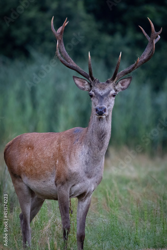Red Deers on pasture.  Cervus elaphus . Wildlife scenery