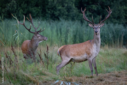 Red Deers on pasture.  Cervus elaphus . Wildlife scenery