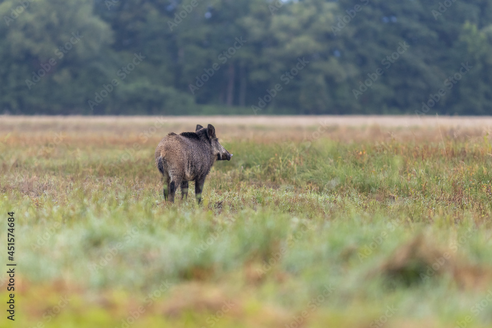 Wild boar ( Sus scrofa ) walking in nature still life. The natural scenery , Wildlife. Wild boar ( Sus scrofa ) walking in nature still life. The natural scenery , Wildlife.