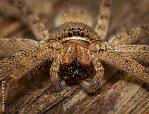 macro shot of a spider