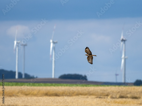 Obraz na płótnie Greifvogel vor Windkraftanlage