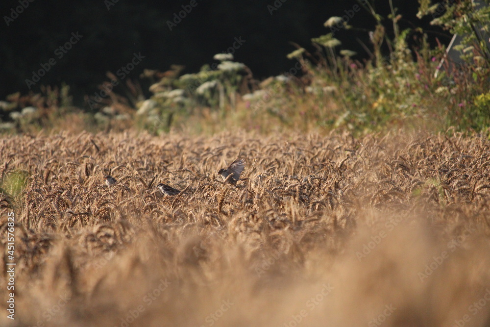 oiseaux oiseaux