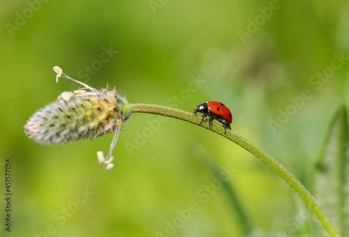 seven spotted ladybug on leaf in nature environment looks amazing with colorful background