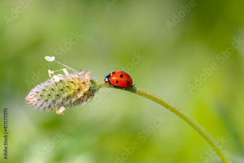 seven spotted ladybug on leaf in nature environment looks amazing with colorful background