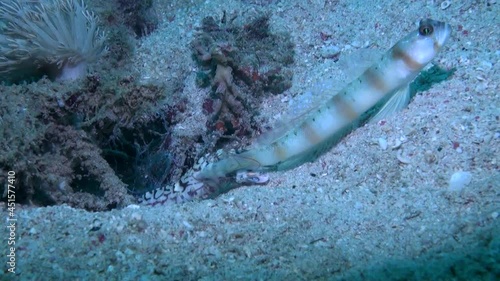 
Steinitz' prawn goby (Amblyeleotris steinitzi) and Alpheid Shrimp - Philippines photo