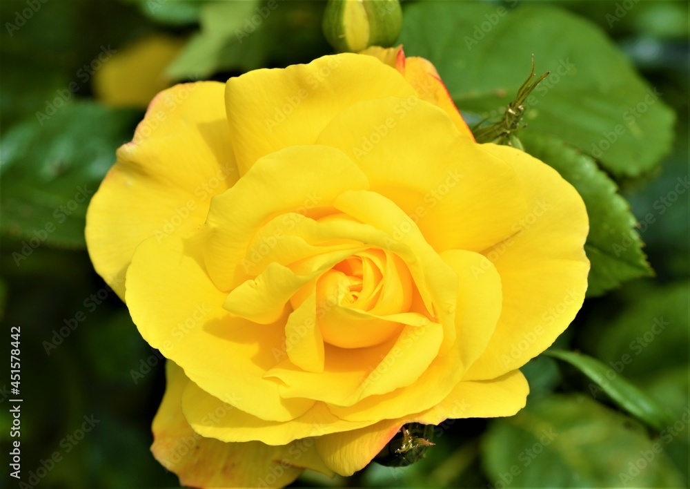 yellow rose in garden
