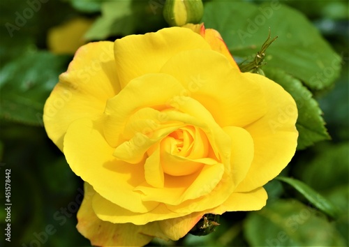 Obraz na płótnie yellow rose in garden w salonie