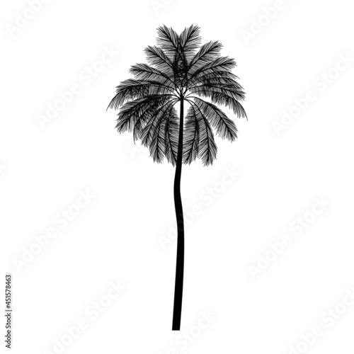 black palm tree vector illustration