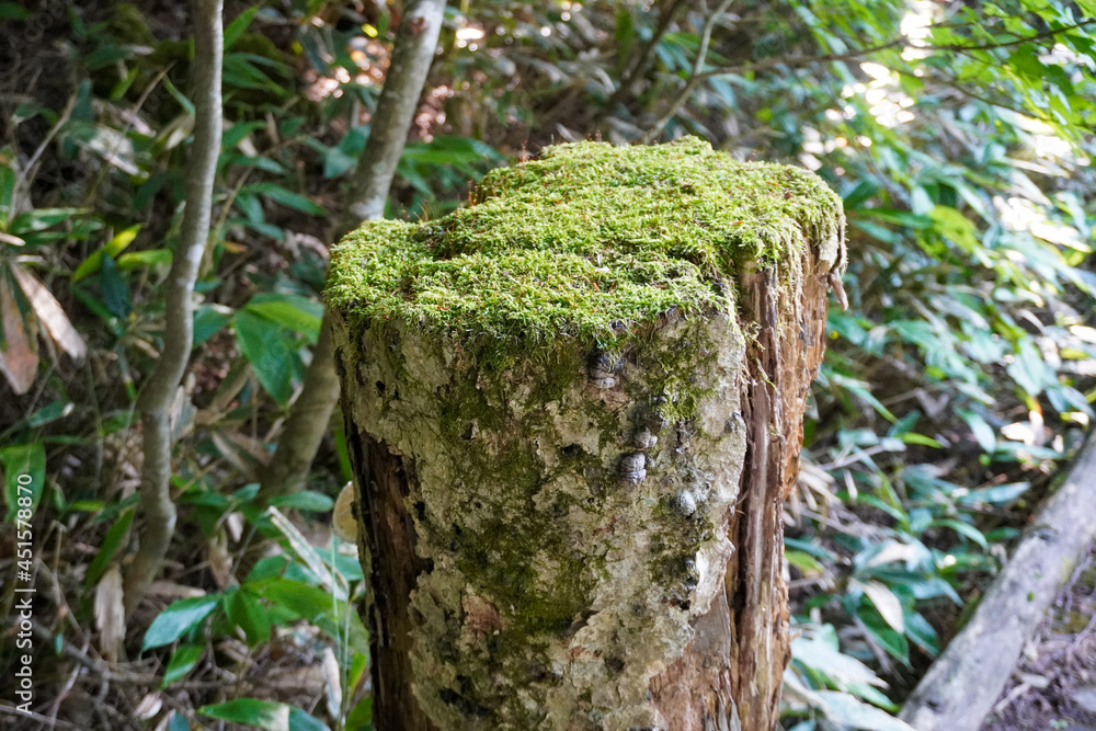 切り株 切り株