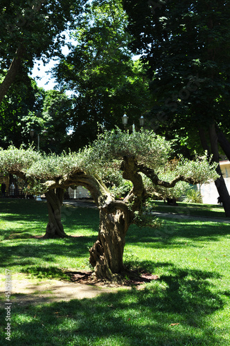 Small trees in bonsai style. Branched trees with green leaves. Park design.
