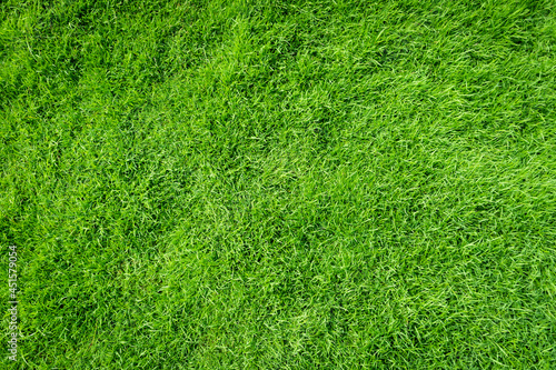 Green grass texture background top view. Realistic grass.