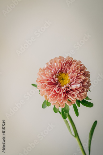 Colourful paper daisy on white