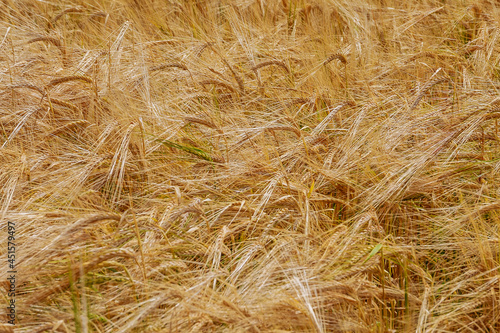 Wheat in a golden wheat field, ready for harvest. Wheat field background.