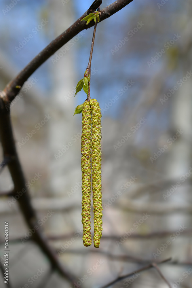Obraz premium Common birch